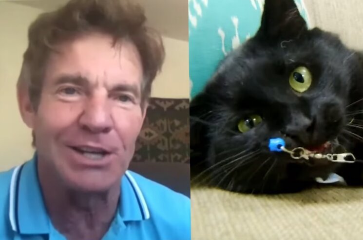 Dennis Quaid Adopts a Cat Named Dennis Quaid │ Exclaim!