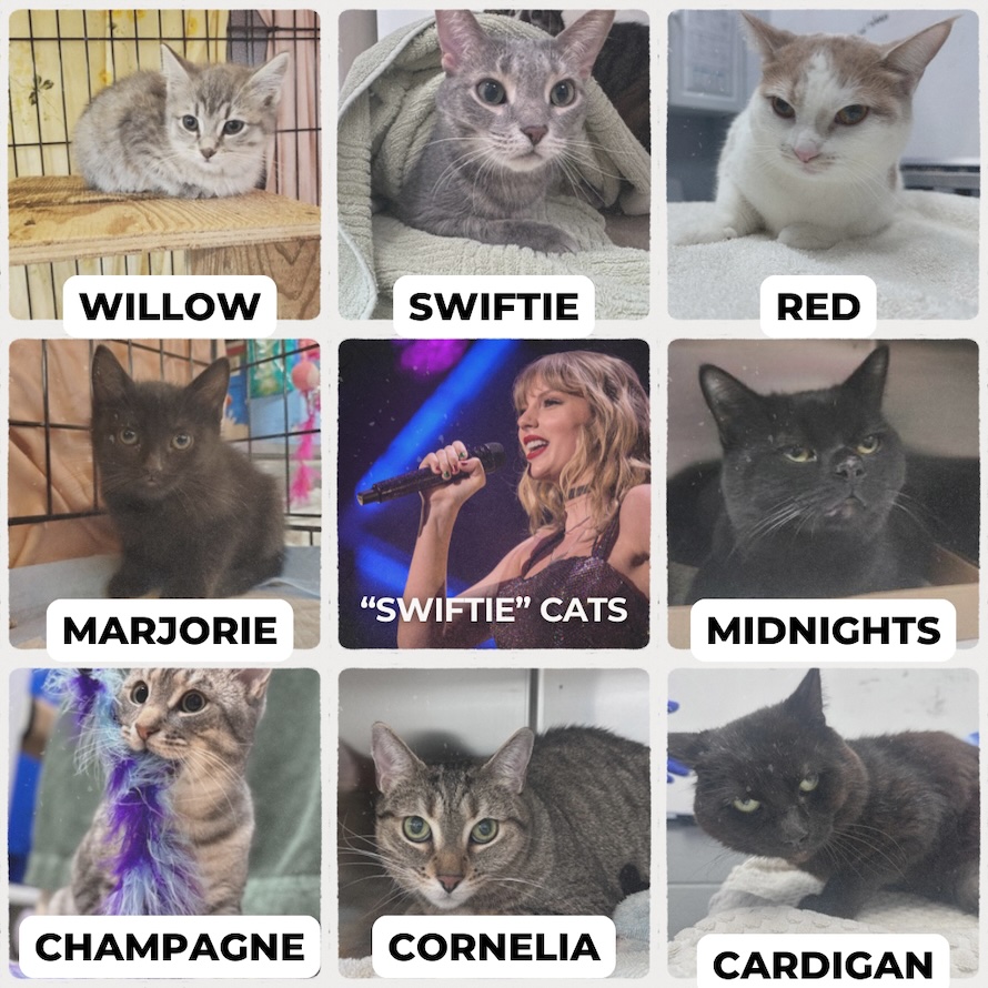 taylor-swift-cats.jpg