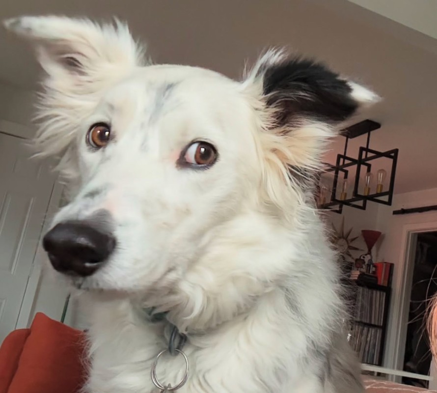 taylor-janzen-dog-lewis-5.jpg