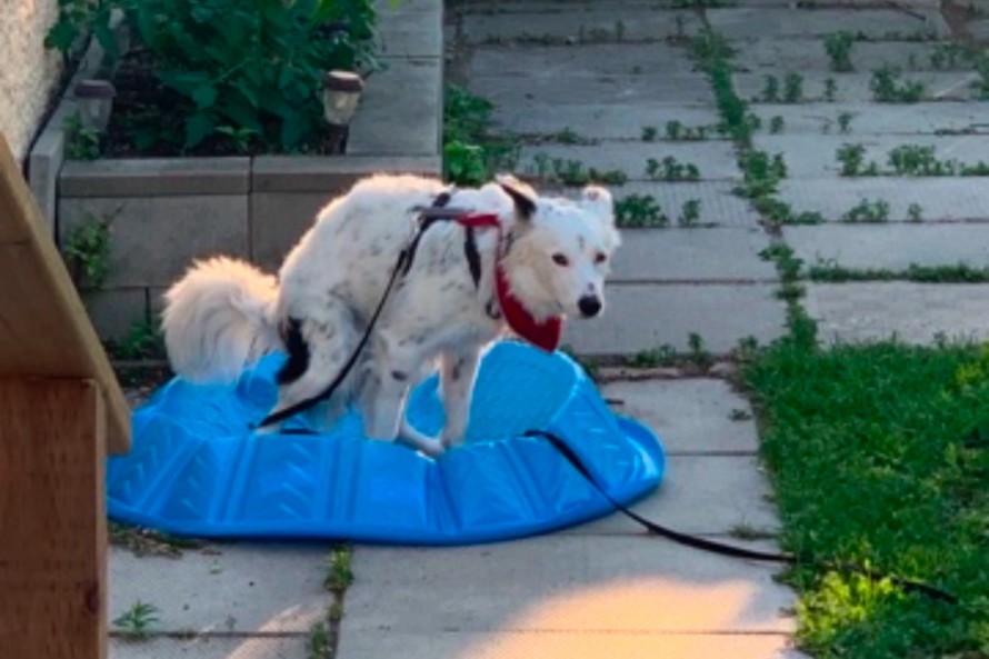taylor-janzen-dog-lewis-12.jpg